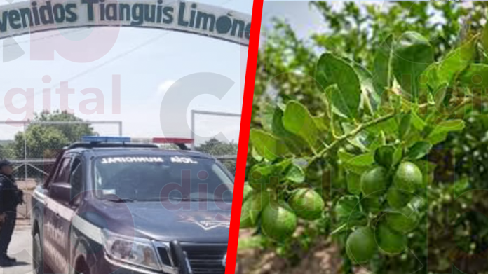 Paralizan actividades empacadoras limoneras de Buenavista Tomatlán