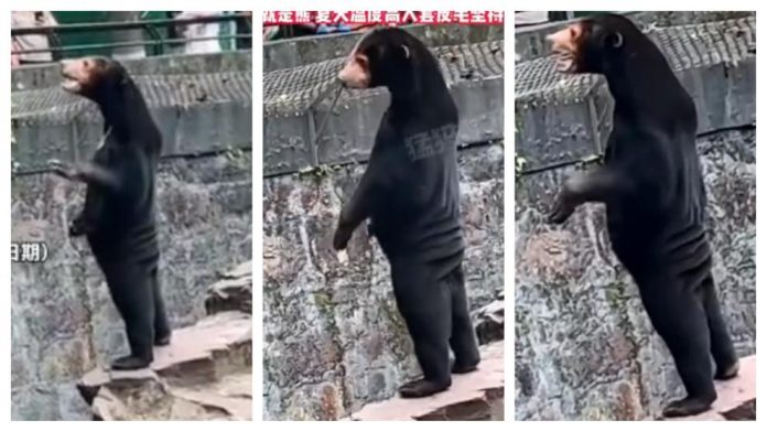 Zoológico chino que alberga oso de aspecto humano recibe más turistas desde video viral