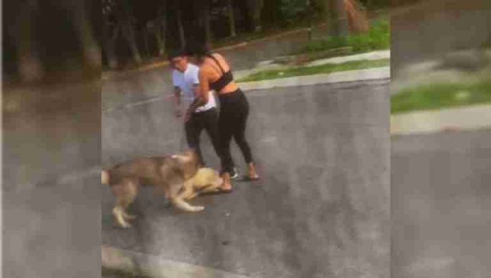 Video: Dueña incita a su perro a matar a otro