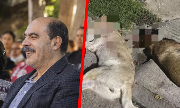 Alcalde de Tangancícuaro justifica disparos a perritas: 