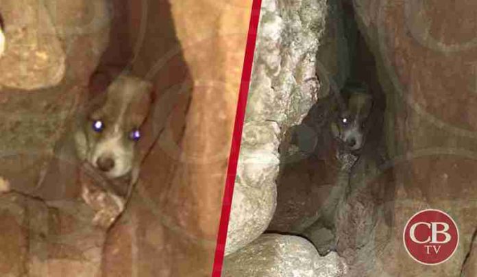 Bomberos rescatan perrito atrapado en grieta