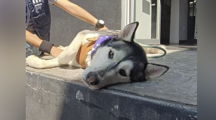 Habrá esterilización gratuita, canina y felina en Tancítaro Habrá esterilización gratuita, canina y felina en Tancítaro