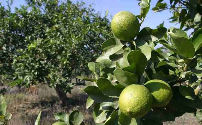 Limones son 