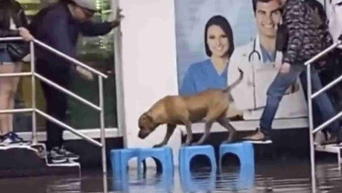 Personas ayudan a perrito a cruzar con bancos tras inundación