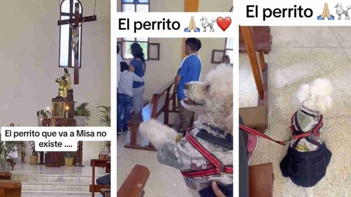 Perrito va a misa y muestra entusiasmo en cada cántico