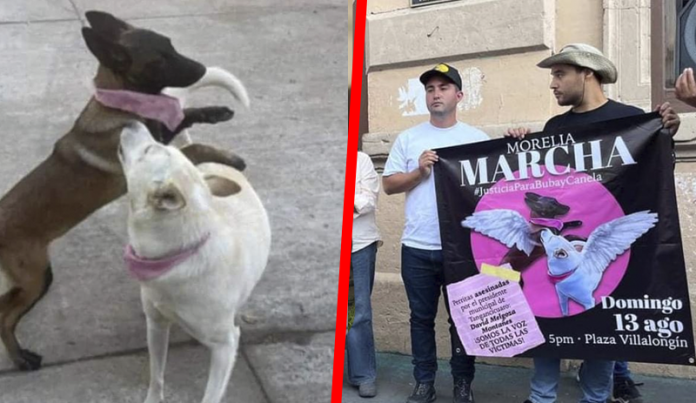 Dueño de 