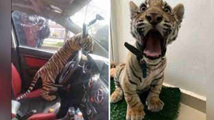 Detienen a sujeto que viajaba con un tigre de bengala; Profepa ya resguarda al felino