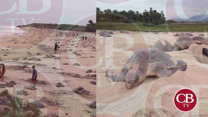 Miles de tortugas arriban a las costas michoacanas