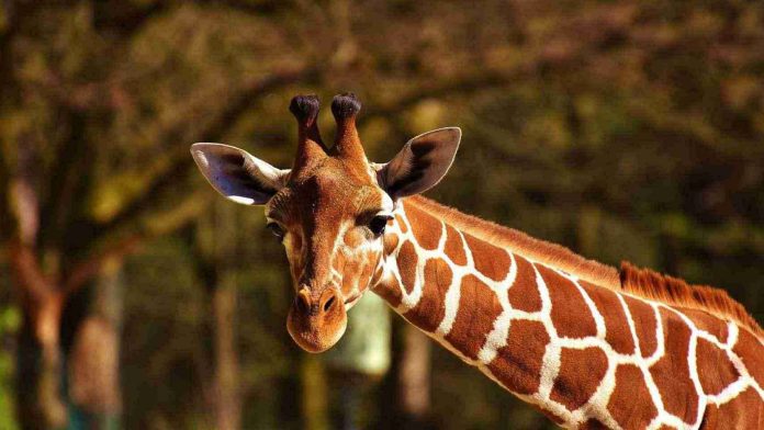 Histórico: Nace jirafa sin manchas, la única en el mundo