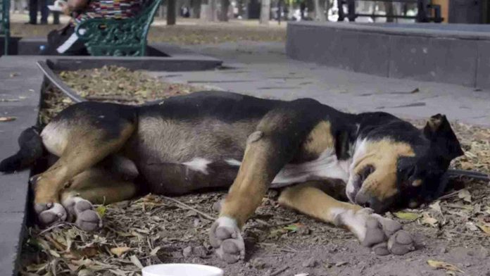 Ahorcan a perrita en un árbol en Puebla