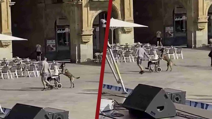 Captan a perrito empujando la silla de ruedas de su dueña