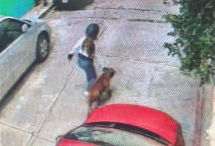 Perro Pitibull ataca a un niño de 5 años en Morelos