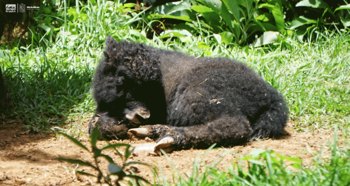 Nace el primer yak en el Zoo de Morelia