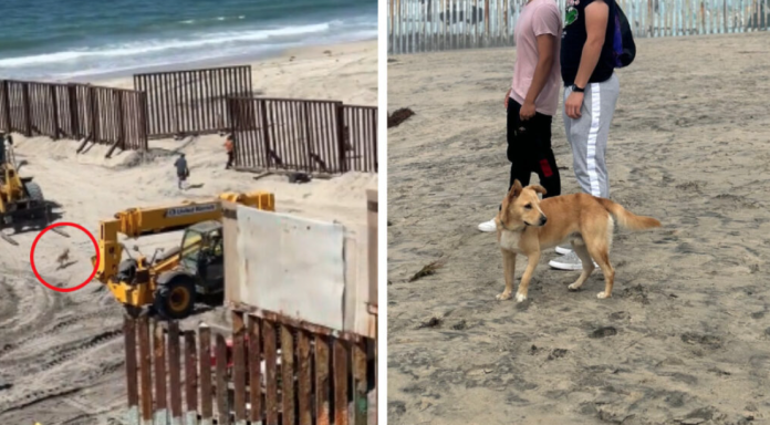 Reportan a perrito que cruzó la frontera con EU