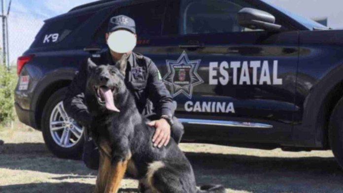 Muere perrita policía por golpe de calor