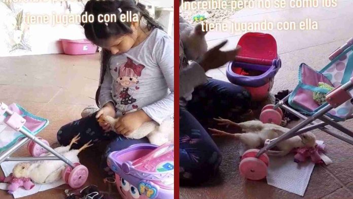 Niña utiliza pollos para jugar a las muñecas 
