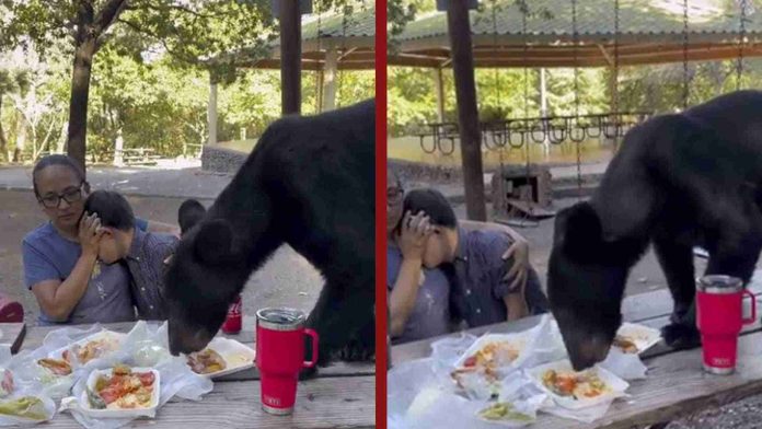Oso sorprende a familia en picnic y se come enchiladas en Nuevo León