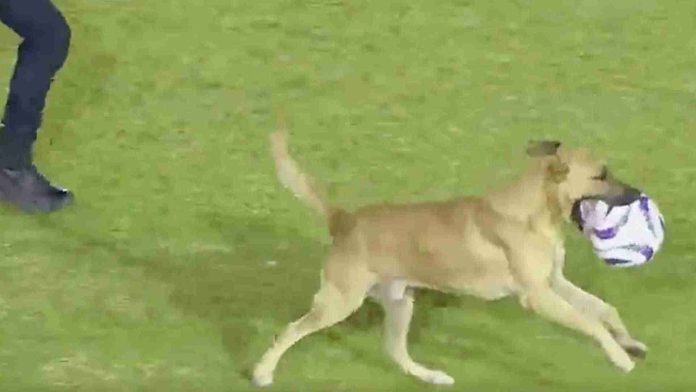 Perrito interrumpe partido de Liga de Expansión y poncha balón