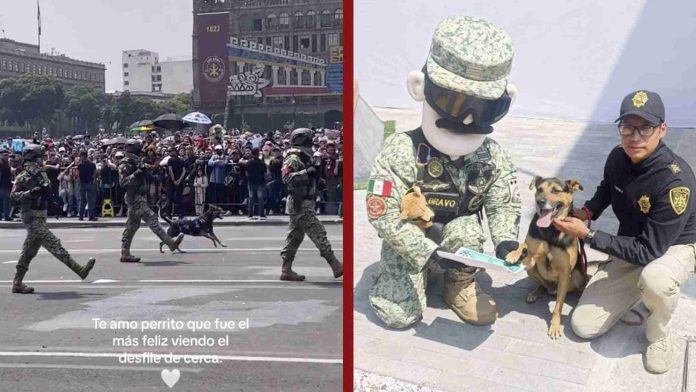 Perrito que se coló en desfile militar ya forma parte del Ejército mexicano