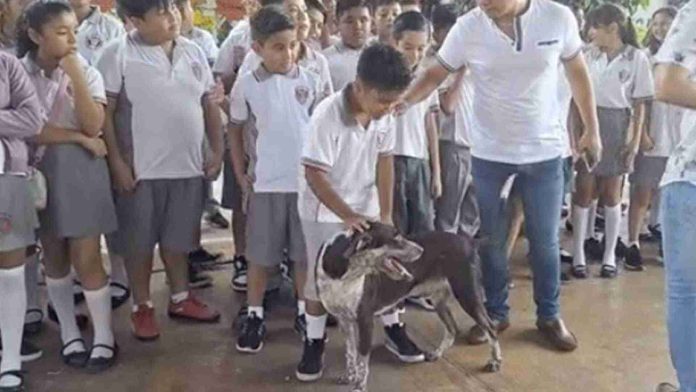 Perrito que vive en escuela recibe con entusiasmo a niños por el regreso a clases