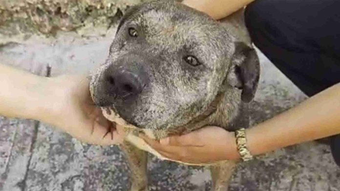 Perrito salva a niño de ataque de un Pitbull en Morelos
