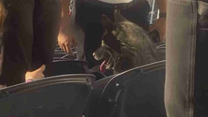 Perrito se escapa de su hogar y termina en concierto de Metallica