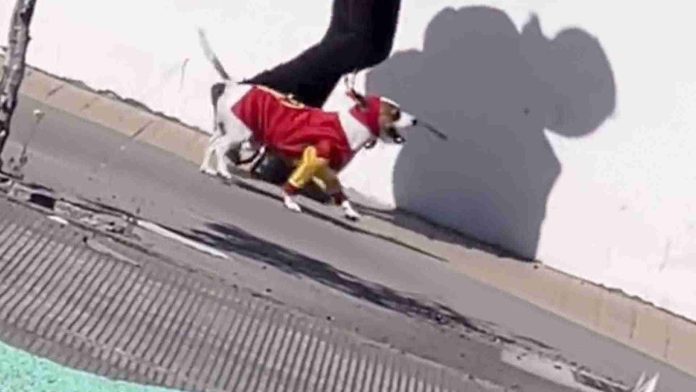 Perrito vestido del Chapulín Colorado se vuelve viral