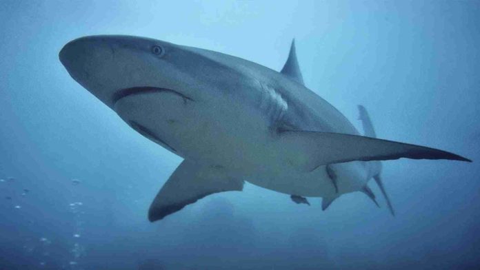 Tiburón ataca en la cara a turista en Florida