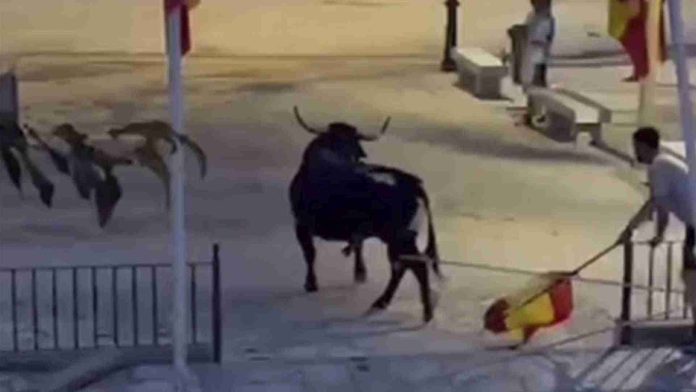 Torturan y matan a toro que deambulaba en la calle en España
