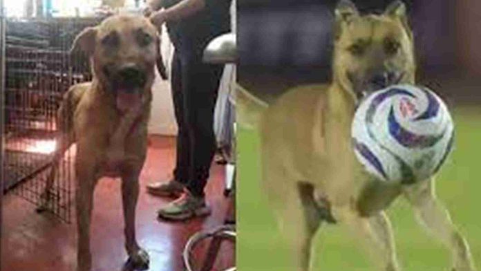 VIDEO: ¡Refuerzo de lujo! Alebrijes de Oaxaca fichará a perrito futbolero