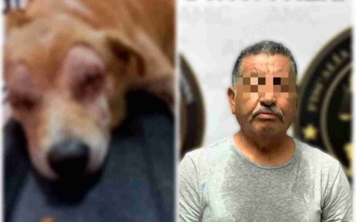 Detienen a hombre que dejó ciego a un perro en Sonora