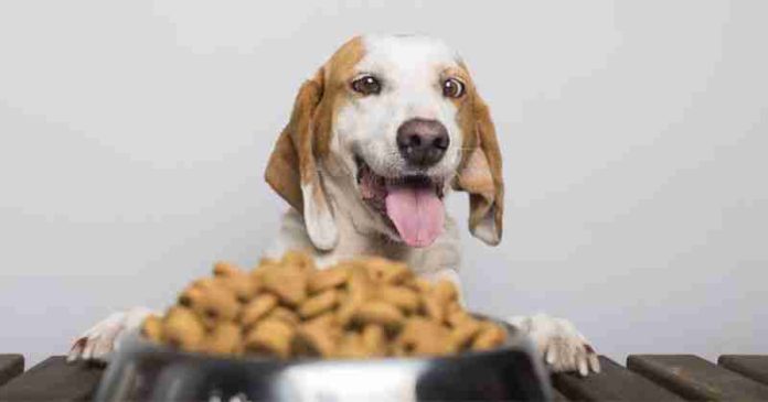 Estos son las 5 mejores croquetas para perro, según Profeco