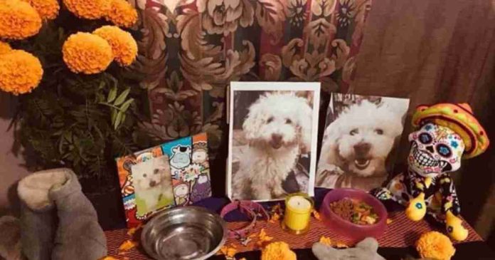 #Video: Española rompe en llanto tras ver ofrendas mexicanas para mascotas