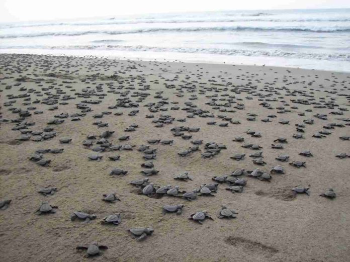 Sin afectaciones, campamentos tortugueros de Costa Michoacana