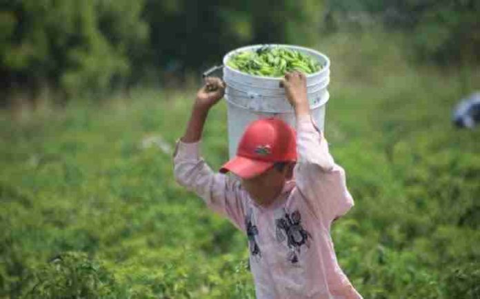 Apatzingán: el muncipio con mayor número de niños trabajando: COESPO