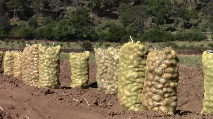 Cultivo de papa cada día se aleja de zonas urbanas