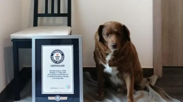 Muere el perro más viejo del mundo 2023 a los 31 años