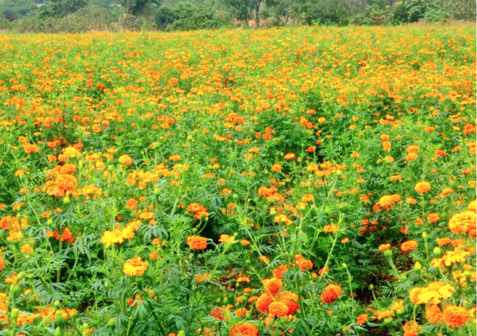 Copandáro: Productores de flor de Cempasúchil, nube y pata de León preocupados por bajas ventas