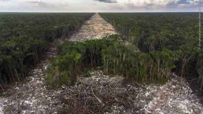 Fotógrafo mexicano gana concurso por documentar la deforestación por Tren Maya