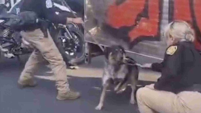 Hombre amarra a perrito a un remolque para arrastrarlo; ya fue detenido