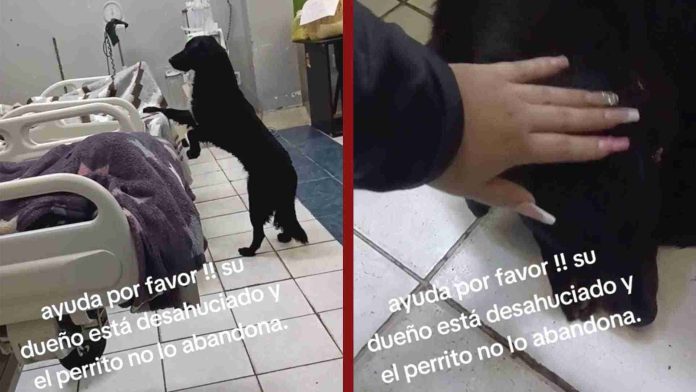 Hombre desahuciado pide que adopten a su perrito