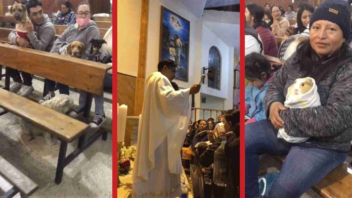 Iglesia organiza misa para mascotas