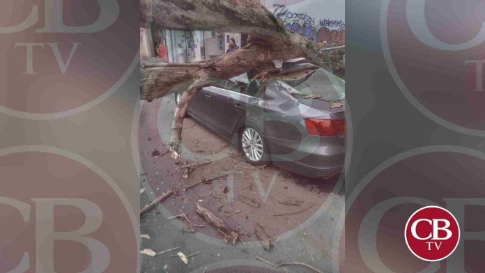 Le cae un árbol a un auto estacionado en Uruapan