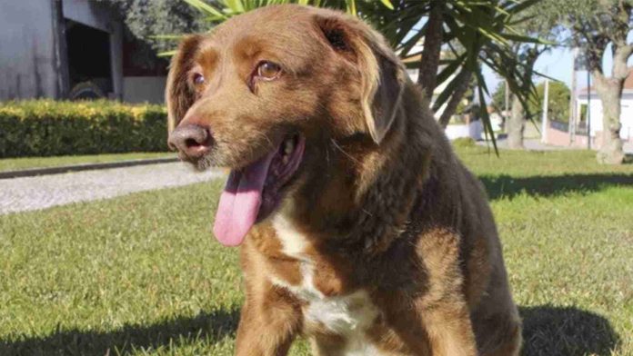 Muere Bobi, el perrito más longevo del mundo