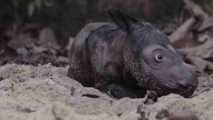Nace raro rinoceronte de Sumatra; solo quedan 80 de su especie en el mundo