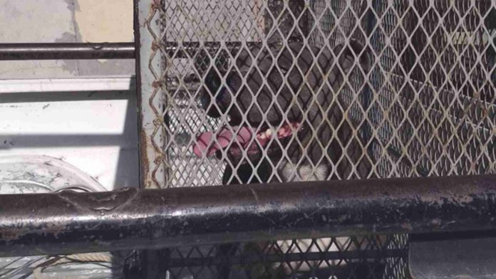 Niña de dos años muere por ataque de perro pitbull en Durango