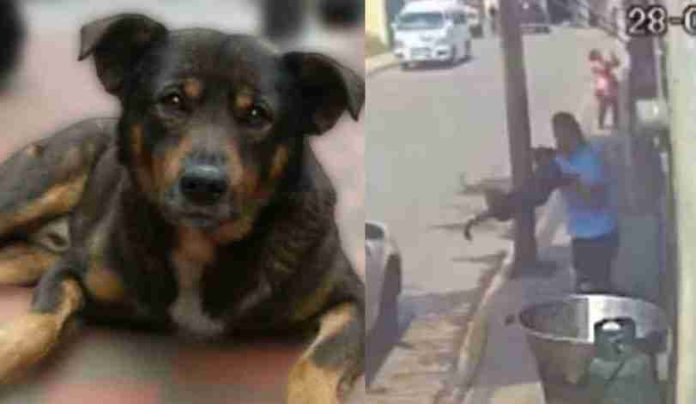 Condenan a más de 5 años de cárcel a hombre que arrojó a perrito a un cazo hirviendo en Edomex