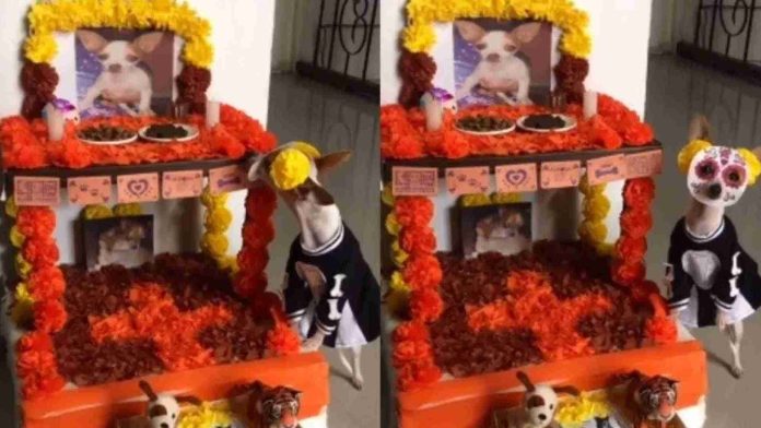 Perrito enternece al esperar a sus amigos difuntos con ofrenda de día de muertos