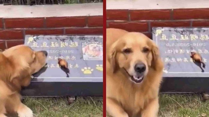 Perrito lleva comida a la tumba de su amigo