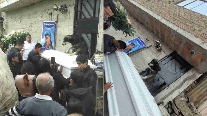 Perrito se despide de su dueño en su funeral